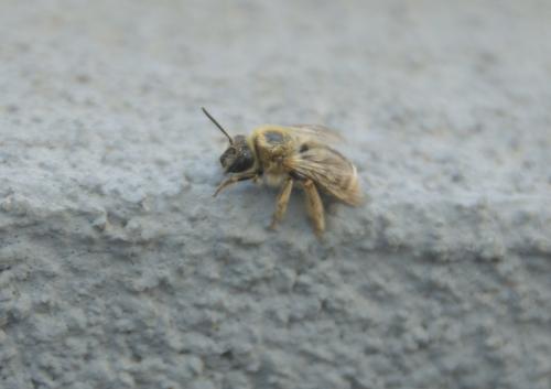 Réf. 244 962 : Eucera sp.